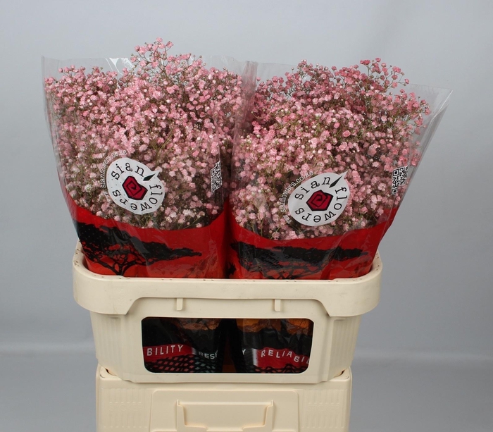 <h4>GYPS KLB H%</h4>