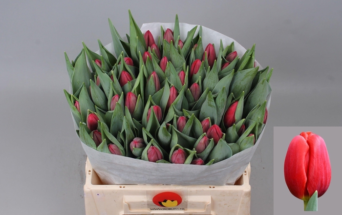 <h4>TU EN SURRENDER</h4>