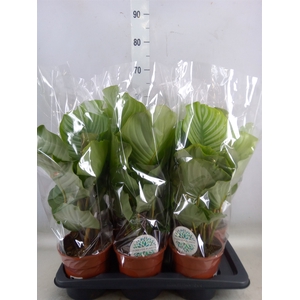 Calathea orbifolia
