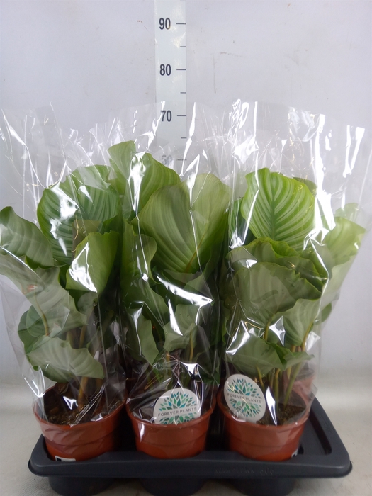 <h4>Calathea orbifolia</h4>