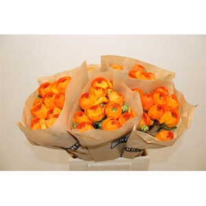 Ran Cloni Ex Lambada