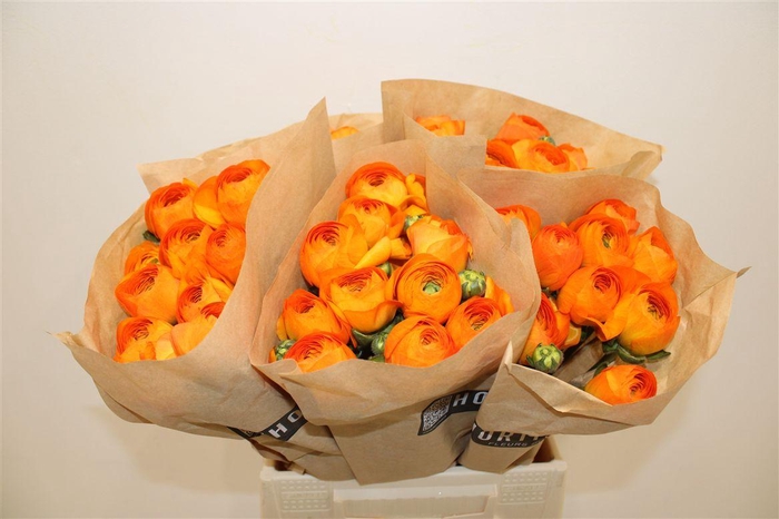 <h4>Ran Cloni Ex Lambada</h4>