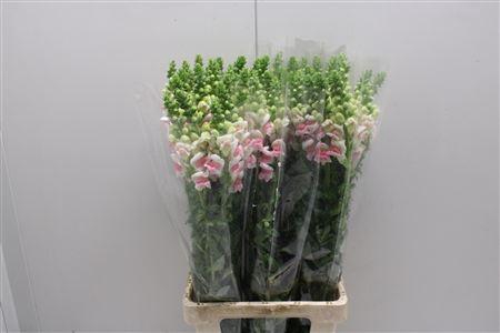 <h4>Antir Poto Appleblos X60</h4>