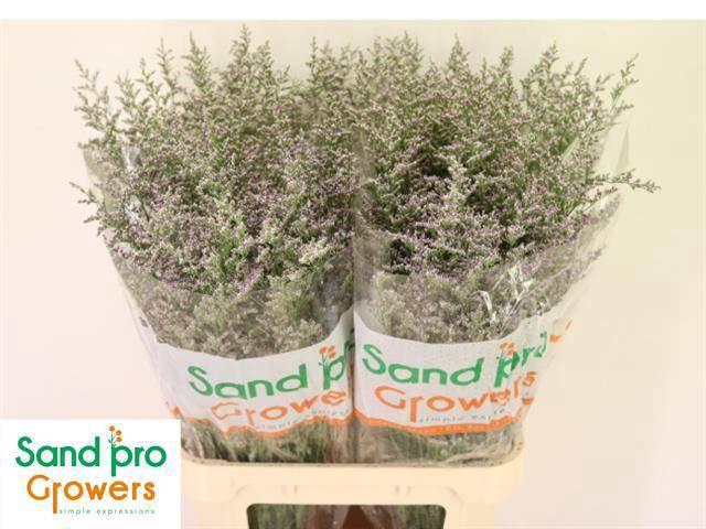 <h4>LIM MISTY BLUE</h4>