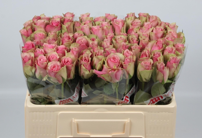 <h4>R GR BELLE ROSE</h4>