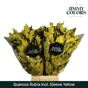 Quercus Rubra sleeve L80 Yellow