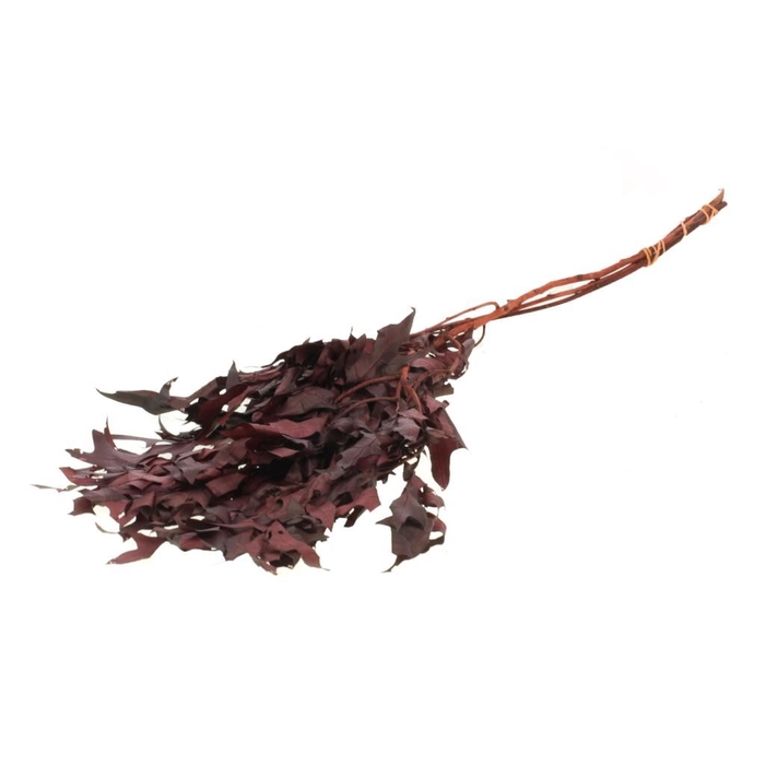 <h4>Scarlet Oak leaf preserved Bordeaux</h4>