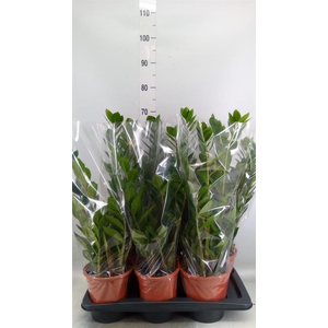 Zamioculcas zamiifolia
