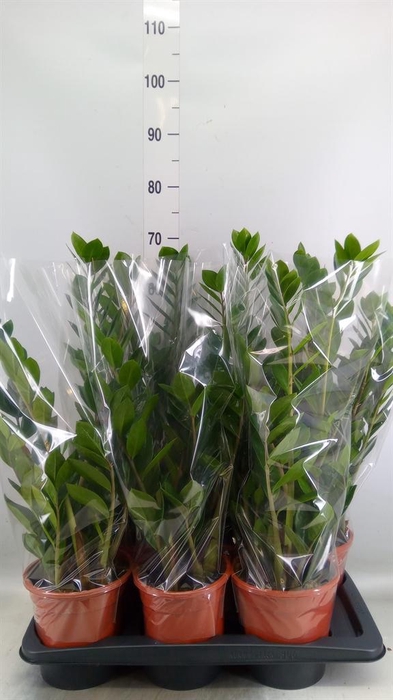 <h4>Zamioculcas zamiifolia</h4>