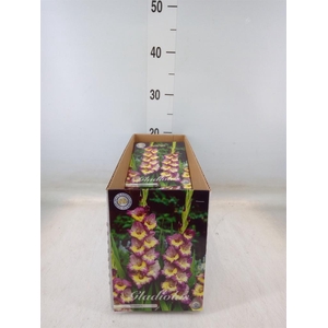 Gladiolus   ...flowerbulbs