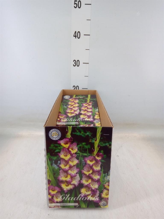 <h4>Gladiolus   ...flowerbulbs</h4>