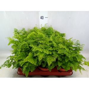 Adiantum raddi. 'Fritz-Luthi'
