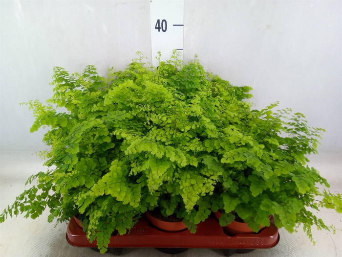 <h4>Adiantum raddi. 'Fritz-Luthi'</h4>