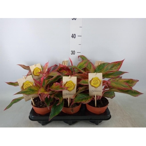 Aglaonema  'Crete'