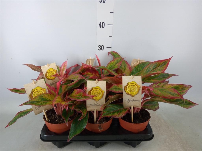 <h4>Aglaonema  'Crete'</h4>