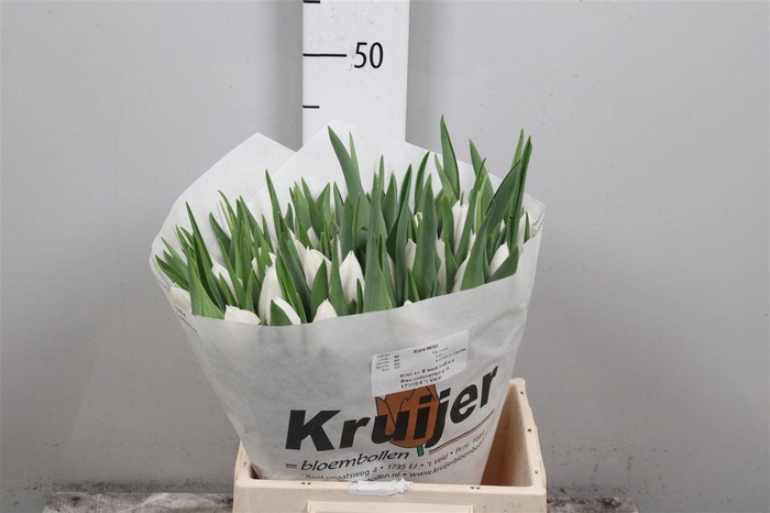 <h4>Tu En Kosmos</h4>