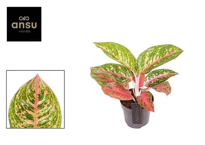 <h4>Aglaonema Red Reflections</h4>