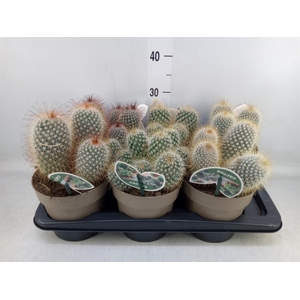 Mammillaria spinosissima