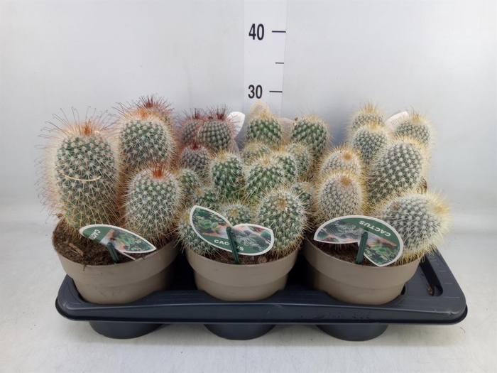 <h4>Mammillaria spinosissima</h4>