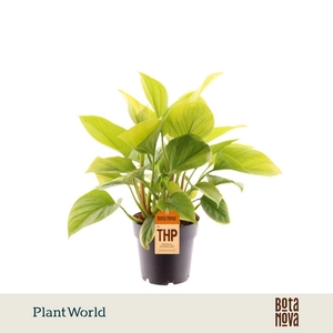 Homalomena Lemon Lime
