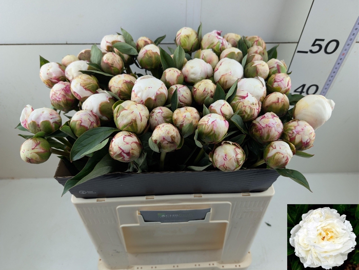 <h4>PAEO L MARY NICHOLLS</h4>