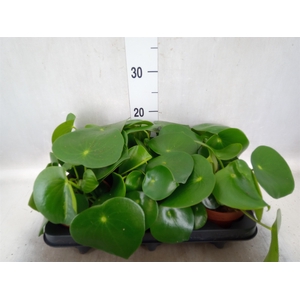 Peperomia polybotrya 'Raindrop'