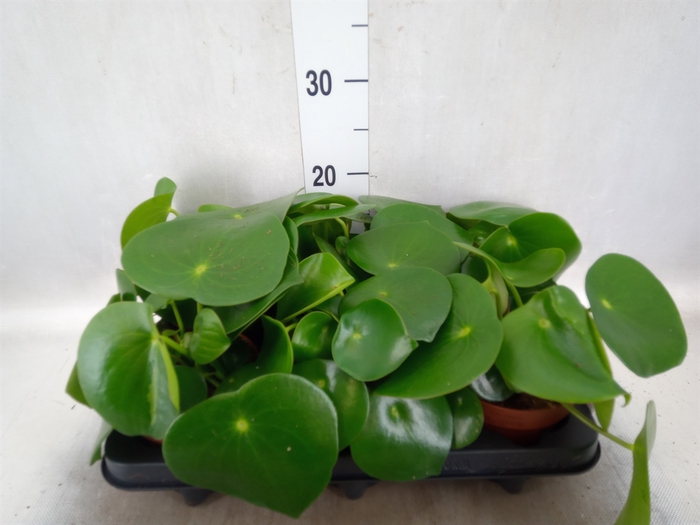 <h4>Peperomia polybotrya 'Raindrop'</h4>