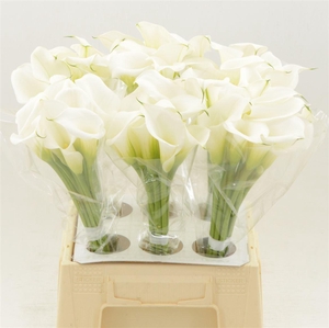 Calla White Art
