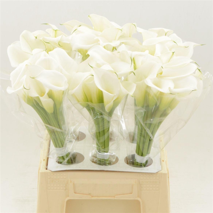 <h4>Calla White Art</h4>