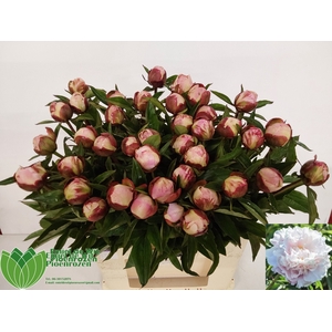 PAEO L GARDENIA