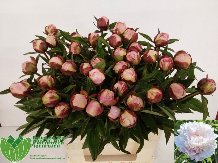 <h4>PAEO L GARDENIA</h4>