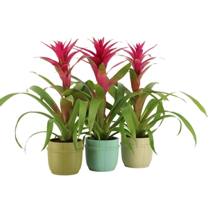 7501477: Solutionss Consideration