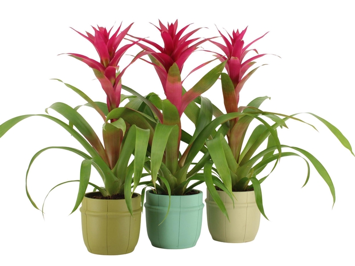 <h4>7501477: Solutionss Consideration</h4>