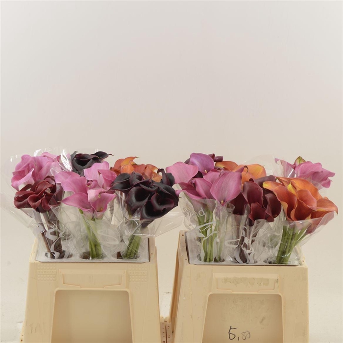 <h4>Calla Gemengd In Fust | Dubbelbloemig</h4>