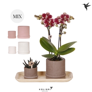 Kolibri Gift Set small Culture Cocktail