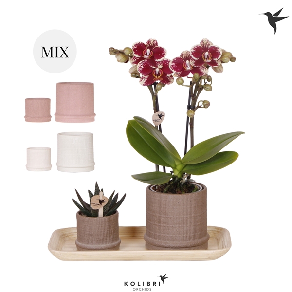 <h4>Kolibri Gift Set small Culture Cocktail</h4>