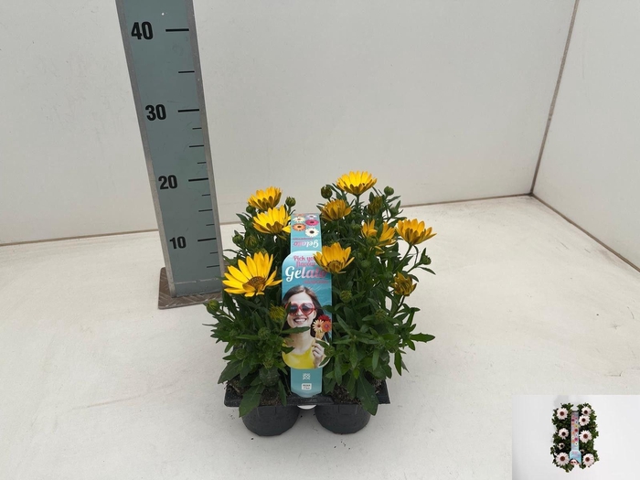 <h4>OSTEO GELATO ALMOND</h4>