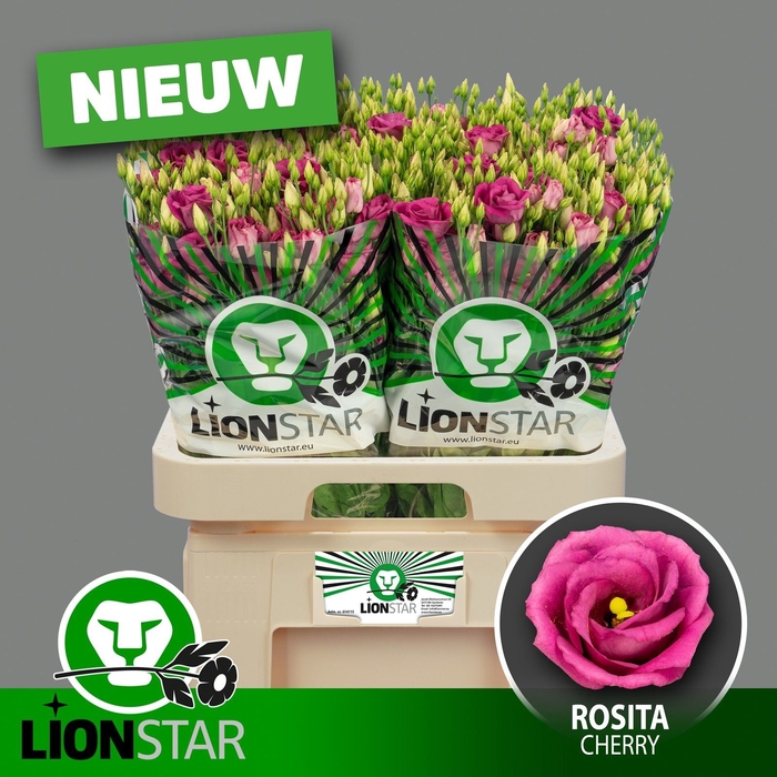<h4>Lisianthus do rosita cherry</h4>