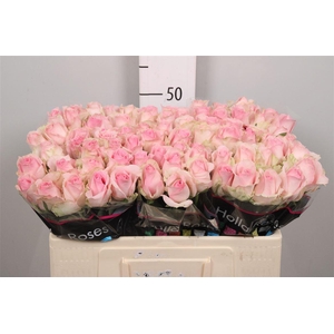 R Gr Avalanche Sorb+