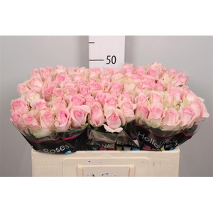 R Gr Avalanche Sorb+