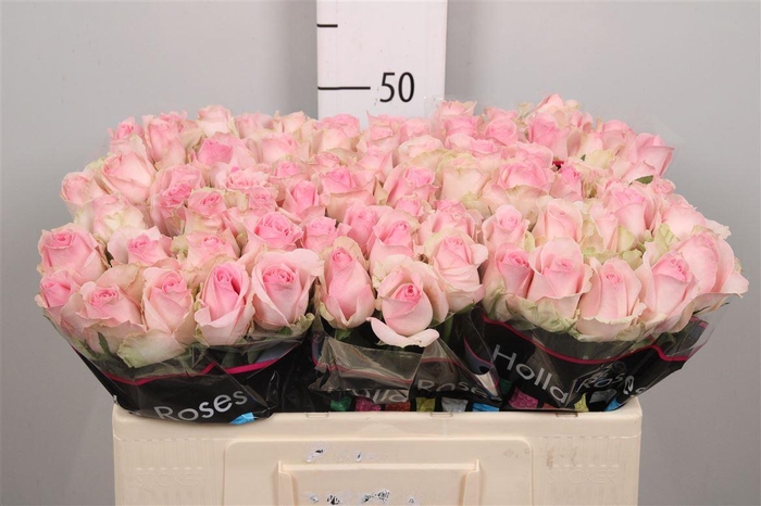 <h4>R Gr Avalanche Sorb+</h4>