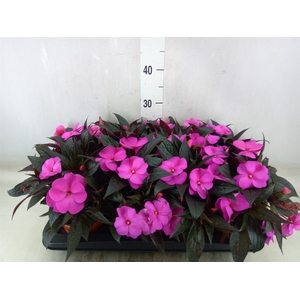 Impatiens NG 'Colorpower Violet'