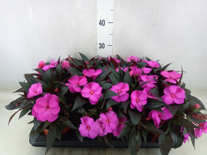 <h4>Impatiens NG 'Colorpower Violet'</h4>