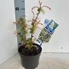 sorbifolia Sem