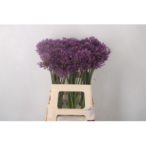 Allium Powder Puff