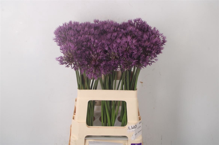 <h4>Allium Powder Puff</h4>