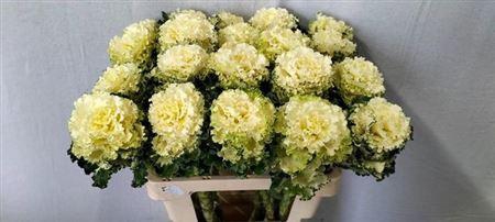 <h4>Brass Crane Ru White</h4>