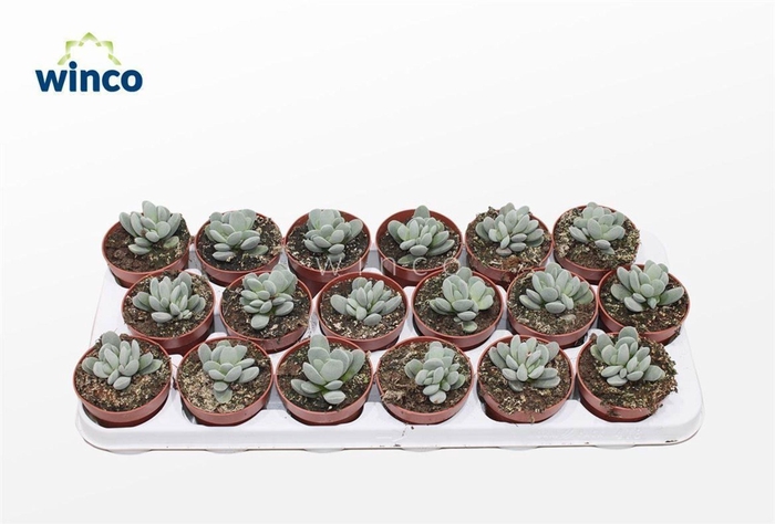 <h4>Adromischus maculatus</h4>