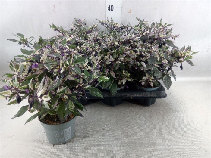 <h4>Capsicum annuum   ...</h4>