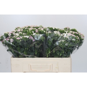 Dianthus Br Amazon Rose Magic
